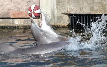 Delfinárium a ZOO v Norimberku