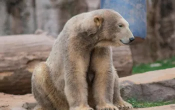 Delfinárium a ZOO v Norimberku