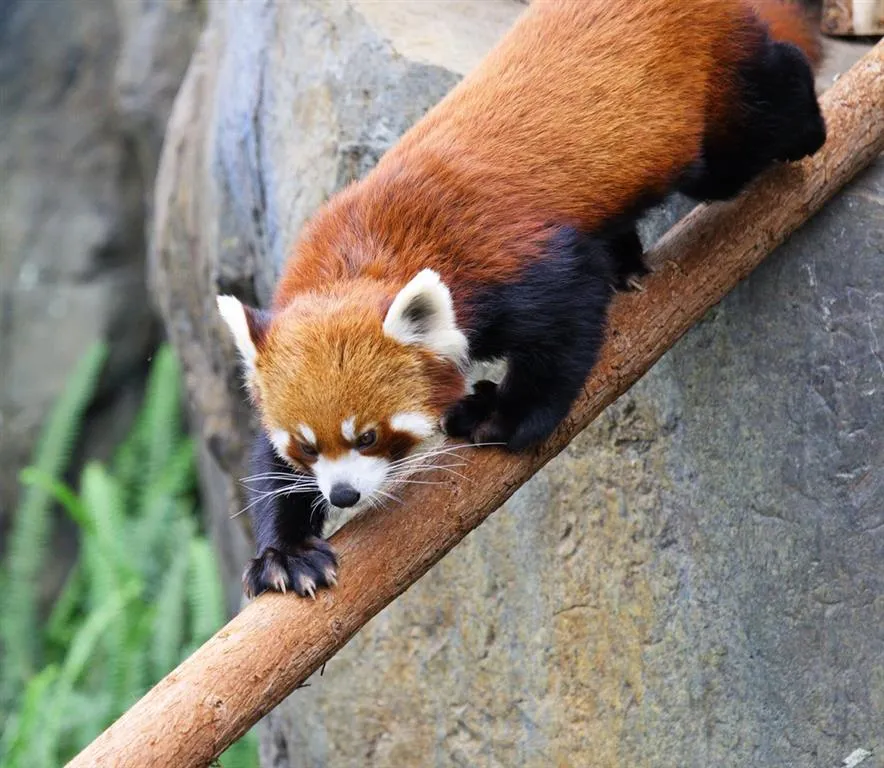 ZOO Vídeň a zámek Schönbrunn