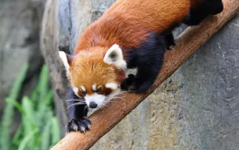 ZOO Vídeň a zámek Schönbrunn