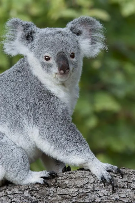 ZOO Vídeň a zámek Schönbrunn