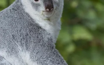 ZOO Vídeň a zámek Schönbrunn