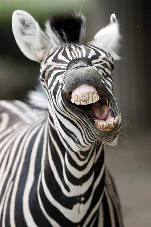 ZOO Vídeň a zámek Schönbrunn