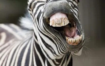 ZOO Vídeň a zámek Schönbrunn