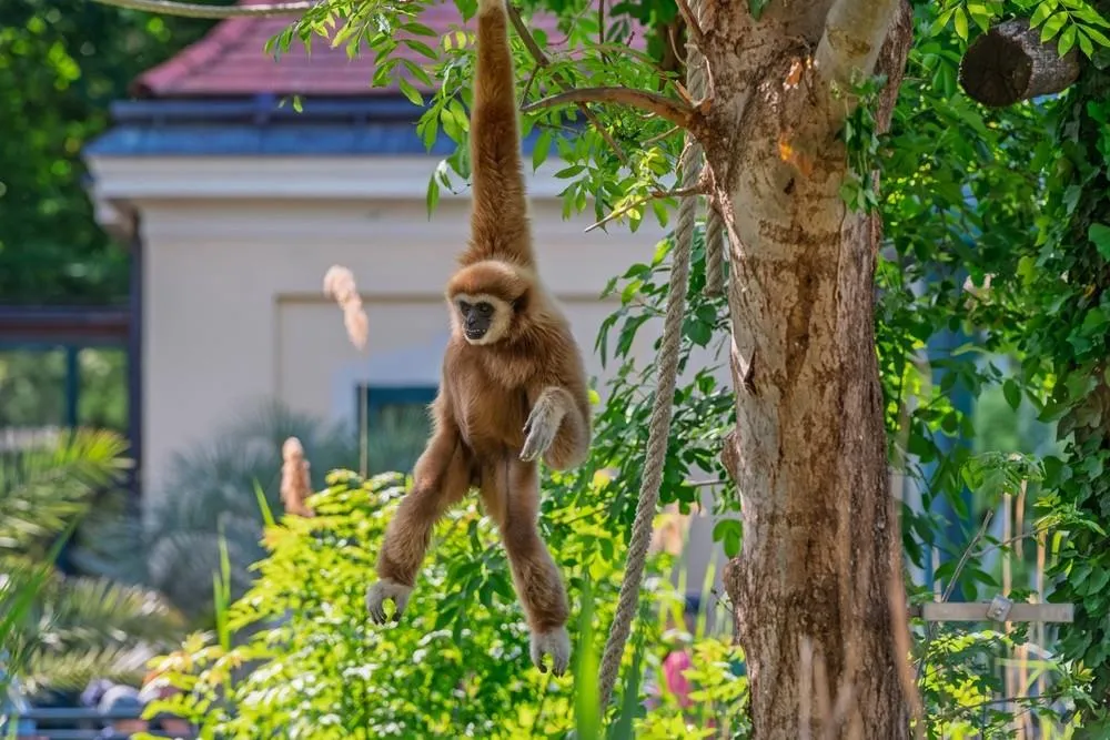 ZOO Vídeň a zámek Schönbrunn