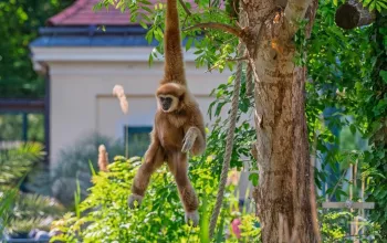 ZOO Vídeň a zámek Schönbrunn