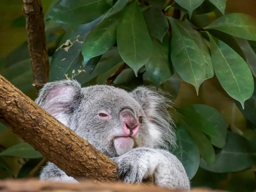 ZOO Vídeň a zámek Schönbrunn