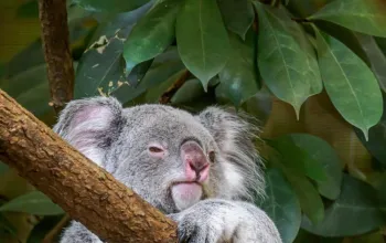 ZOO Vídeň a zámek Schönbrunn