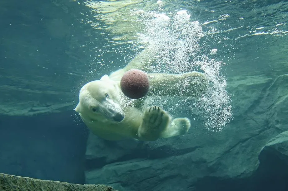 ZOO Vídeň a zámek Schönbrunn