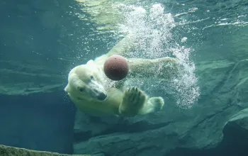 ZOO Vídeň a zámek Schönbrunn