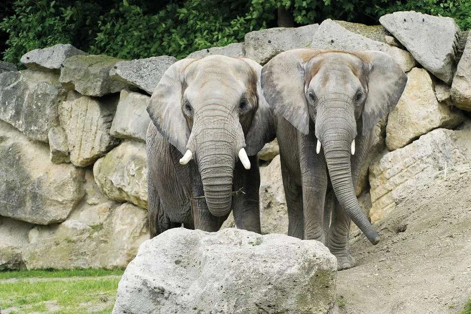 ZOO Vídeň a zámek Schönbrunn