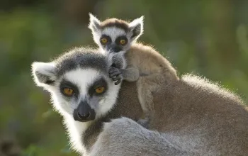 ZOO Vídeň a zámek Schönbrunn