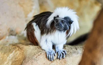 Prater ve Vídni a Dům moří