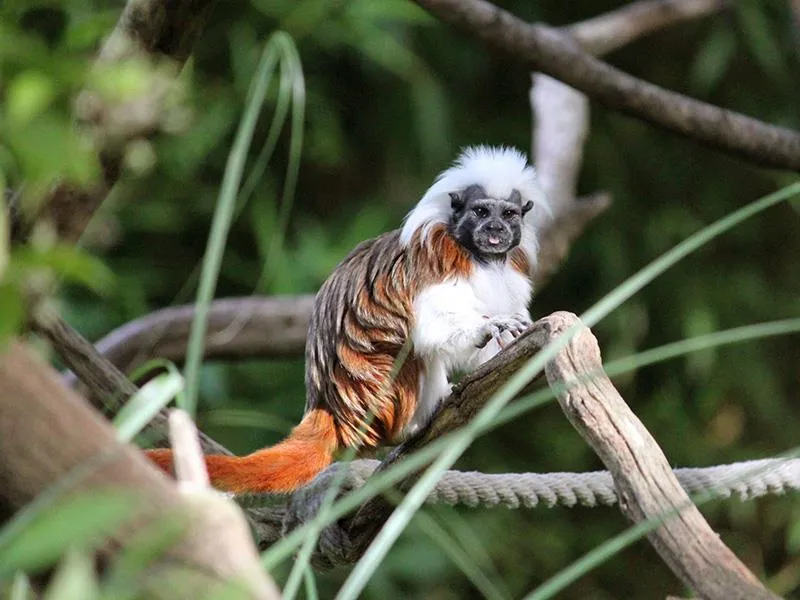 ZOO Herberstein a nejteplejší jezero v Alpách