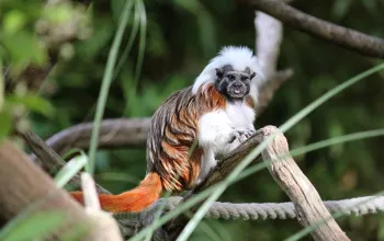 ZOO Herberstein a nejteplejší jezero v Alpách