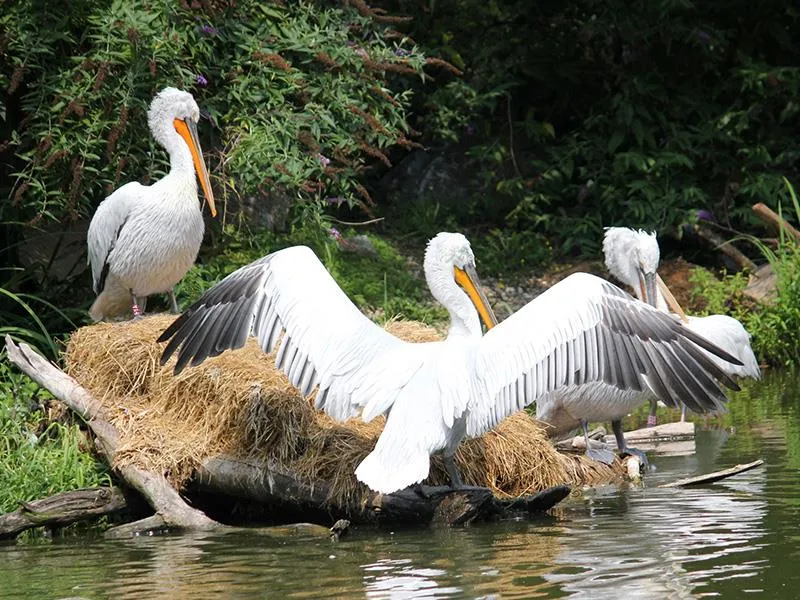 ZOO Herberstein a nejteplejší jezero v Alpách