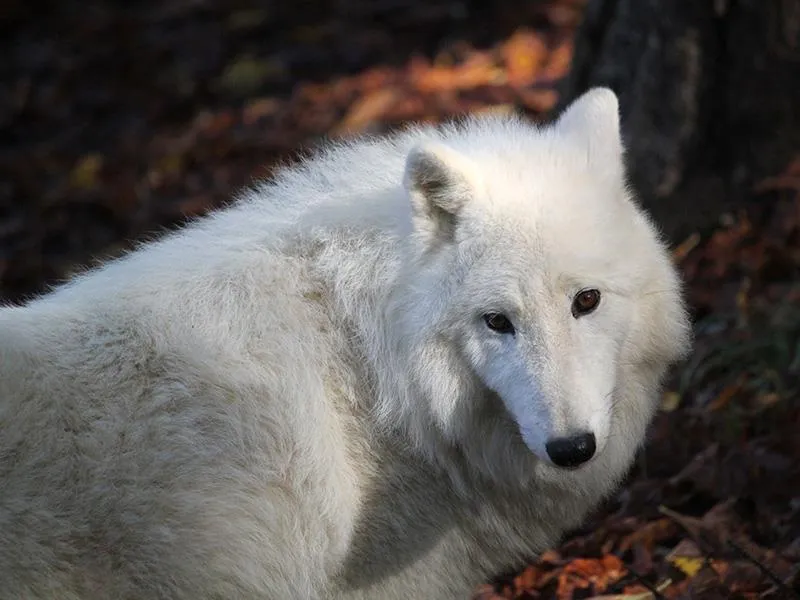 ZOO Herberstein a nejteplejší jezero v Alpách