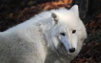 ZOO Herberstein a nejteplejší jezero v Alpách