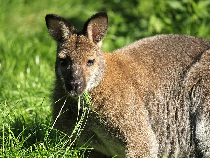 ZOO Herberstein a nejteplejší jezero v Alpách