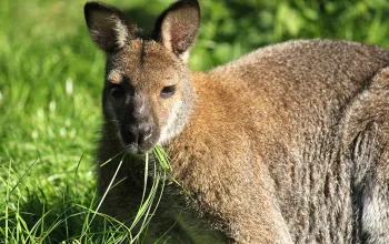 ZOO Herberstein a nejteplejší jezero v Alpách