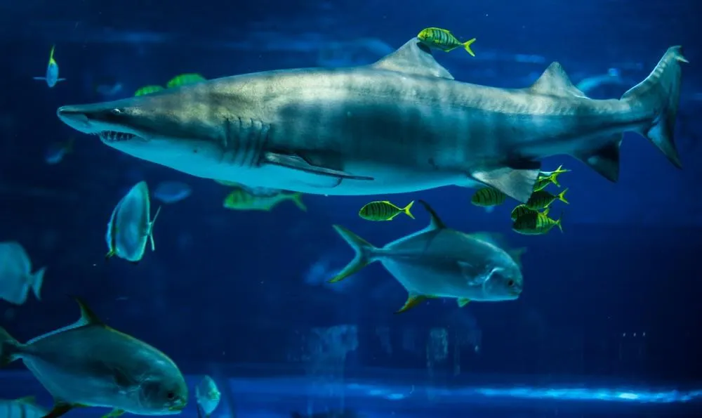 Tropicarium a ZOO Budapešť