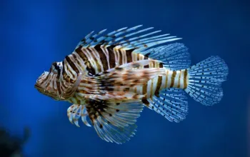 Tropicarium a ZOO Budapešť