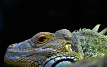 Tropicarium a ZOO Budapešť