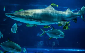 Tropicarium a ZOO Budapešť