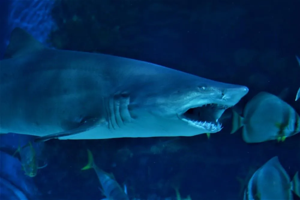 Tropicarium a ZOO Budapešť