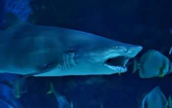 Tropicarium a ZOO Budapešť