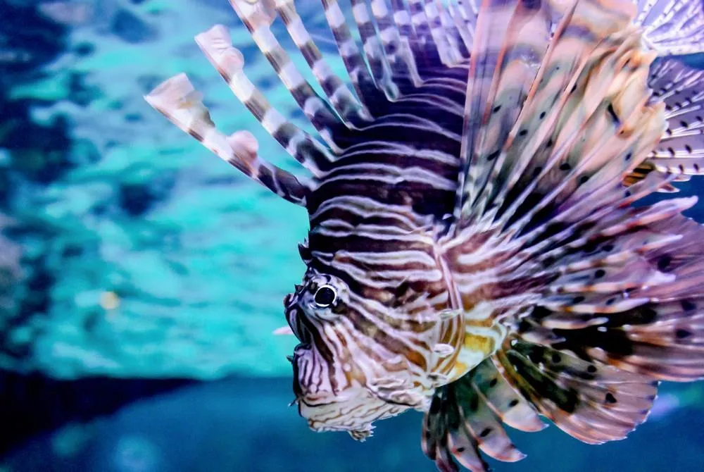 Tropicarium a ZOO Budapešť