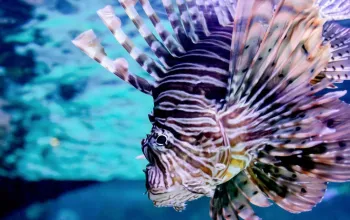 Tropicarium a ZOO Budapešť