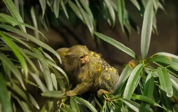 Tropicarium a ZOO Budapešť