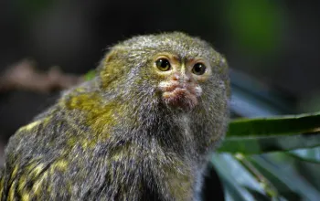 Tropicarium a ZOO Budapešť