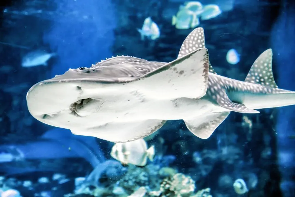 Tropicarium a ZOO Budapešť