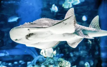 Tropicarium a ZOO Budapešť