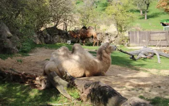 Bojnice – zámek a ZOO
