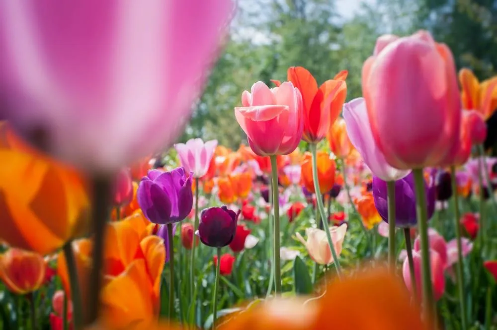 Květinový park Keukenhof