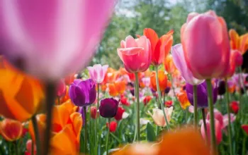 Květinový park Keukenhof