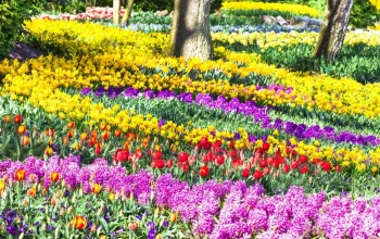Květinový park Keukenhof