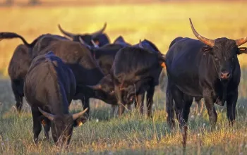 Velikonoční Provence se slavností býků
