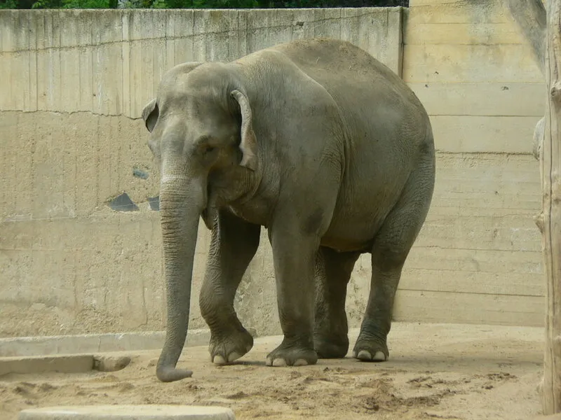 Rodinný pobyt v Tančícím domě s výletem do Zoo Praha