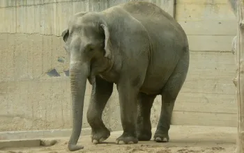 Rodinný pobyt v Tančícím domě s výletem do Zoo Praha