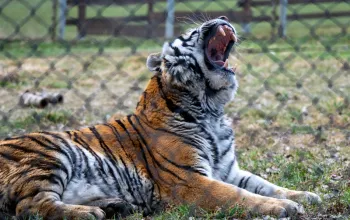 Vstup do Zoo Tábor