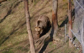 Vstup do Zoo Tábor