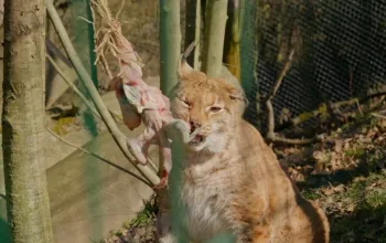 Roční vstup do Zoo Tábor