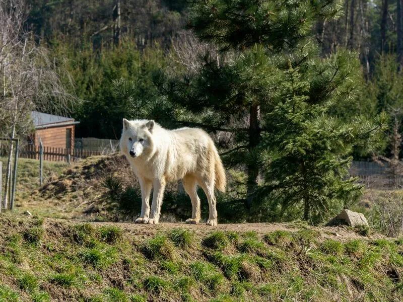 Roční vstup do Zoo Tábor