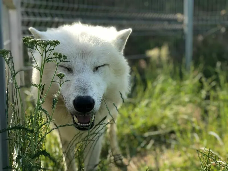 Roční vstup do Zoo Tábor
