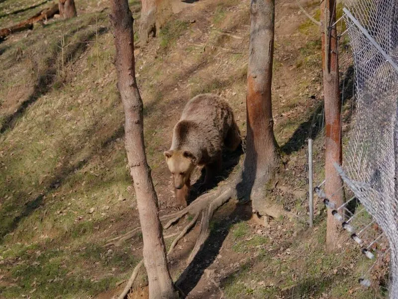 Roční vstup do Zoo Tábor
