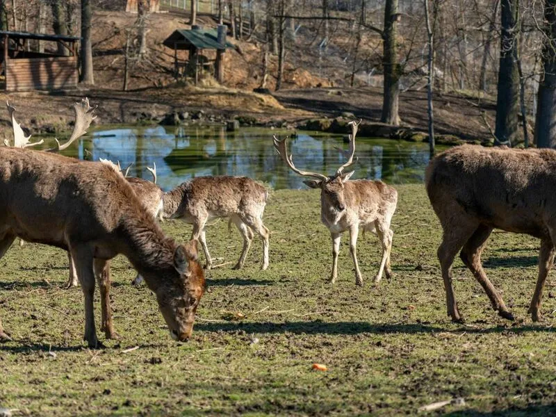 VIP vstup do Zoo Tábor s ošetřovatelem až pro 4 osoby